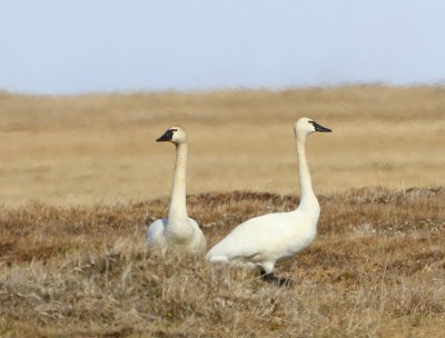 Fluitzwanen - Whistling Swans