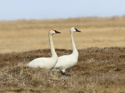 Fluitzwanen - Whistling Swans