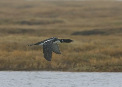 Geelsnavelduiker - Yellow-billed Loon