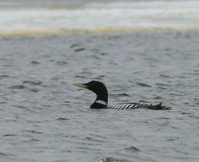 Geelsnavelduiker - Yellow-billed Loon