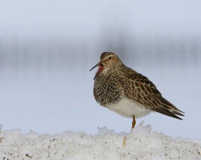Gestreepte Strandloper - Pectoral Sandpiper