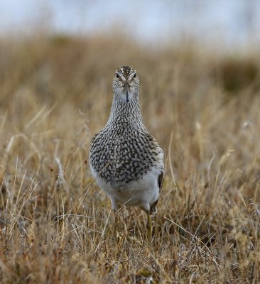 Gestreepte Strandloper - Pectoral Sandpiper