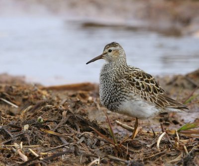 Gestreepte Strandloper - Pectoral Sandpiper