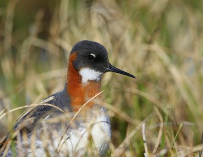 Grauwe Franjepoot - Red-necked Phalarope