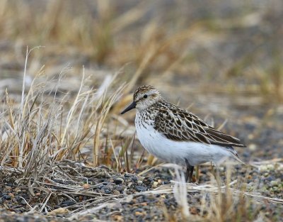 Grijze Strandloper - Semipalmated Sandpiper