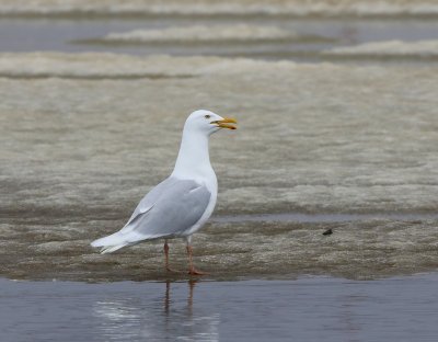 Grote Burgemeester - Glaucous Gull