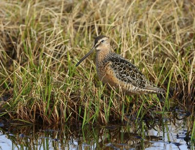 Grote Grijze Snip - Long-billed Dowitcher