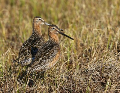 Grote Grijze Snippen - Long-billed Dowitchers