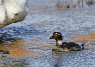 IJseend - Long-tailed Duck
