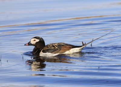 IJseend - Long-tailed Duck