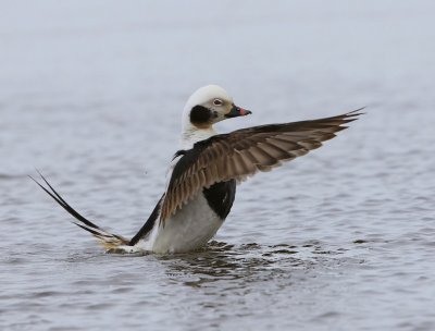 IJseend - Long-tailed Duck