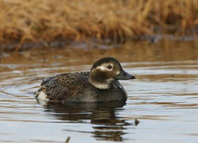 IJseend - Long-tailed Duck