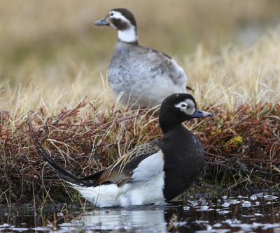 IJseenden - Long-tailed Ducks