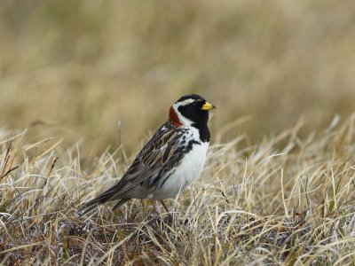 IJsgors - Lapland Longspur
