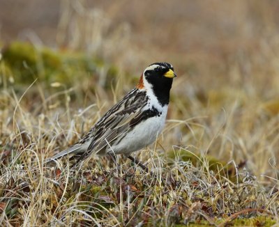 IJsgors - Lapland Longspur