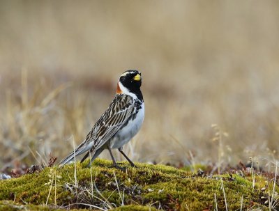 IJsgors - Lapland Longspur