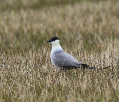 Kleinste Jager - Long-tailed Jaeger