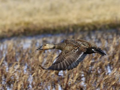 Koningseider - King Eider