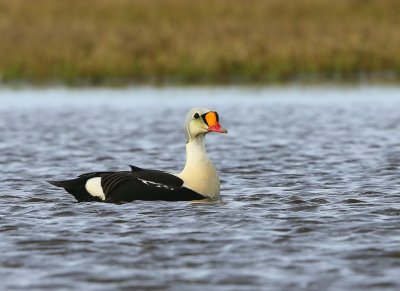 Koningseider - King Eider