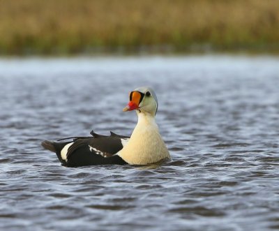 Koningseider - King Eider