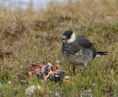 Middelste Jager - Pomarine Skua