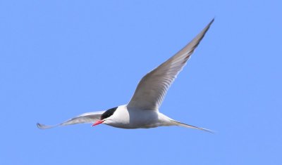 Noordse Stern - Arctic Tern