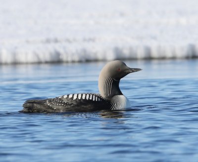 Pacifische Parelduiker - Pacific Loon