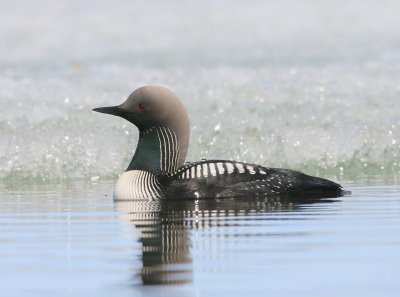Pacifische Parelduiker - Pacific Loon