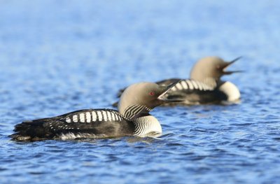 Pacifische Parelduiker - Pacific Loon
