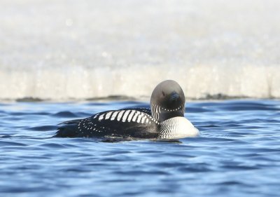 Pacifische Parelduiker - Pacific Loon