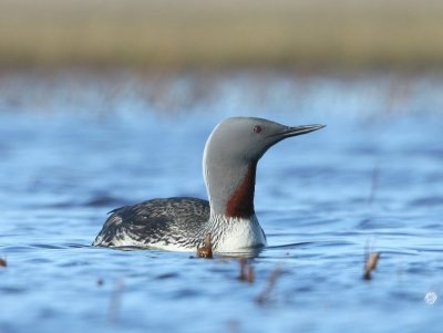 Roodkeelduiker - Red-throated Loon