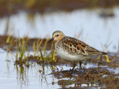 Roodkeelstrandloper - Red-necked Stint