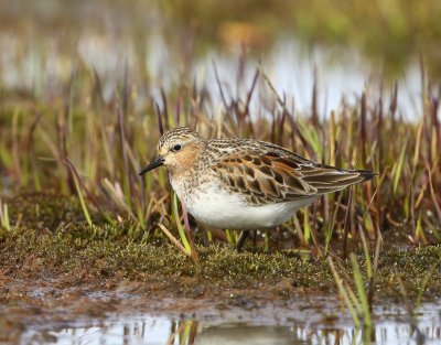 Roodkeelstrandloper - Red-necked Stint