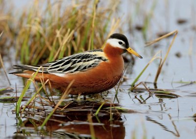 Rosse Franjepoot - Red Phalarope