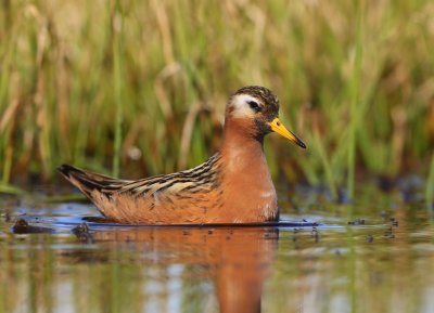Rosse Franjepoot - Red Phalarope
