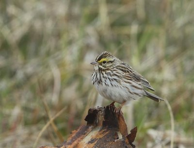 Savannahgors - Savannah Sparrow