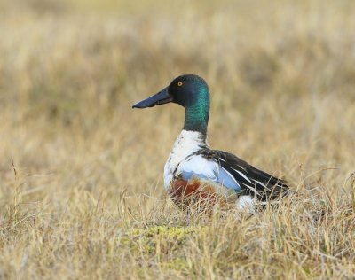 Slobeend - Northern Shoveler