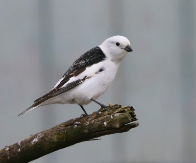 Sneeuwgors - Snow Bunting