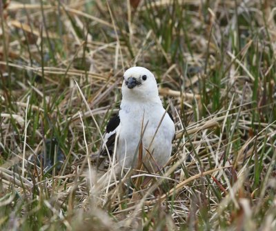 Sneeuwgors - Snow Bunting