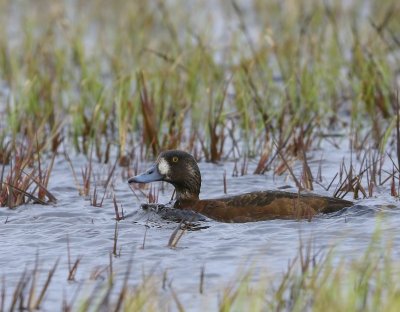 Topper - Greater Scaup