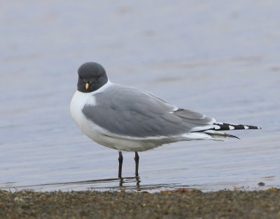 Vorkstaartmeeuw - Sabine's Gull