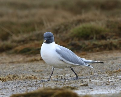 Vorkstaartmeeuw - Sabine's Gull