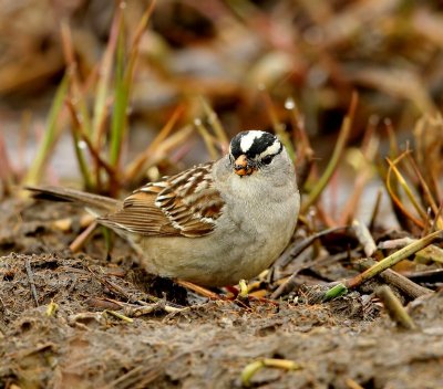 Witkruingors - White-crowned Sparrow