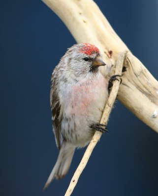 Witstuitbarmsijs - Arctic Redpoll