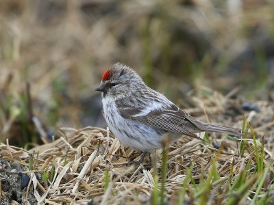 Grote Barmsijs - Mealy Redpoll