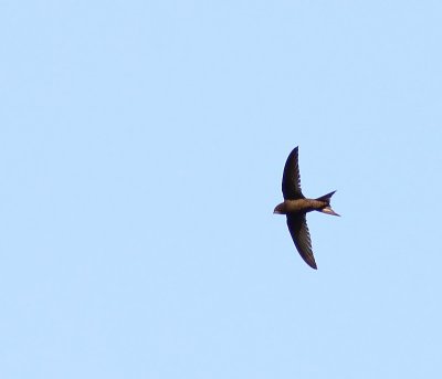 Gierzwaluw - Common Swift