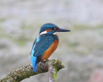 IJsvogel - Common Kingfisher