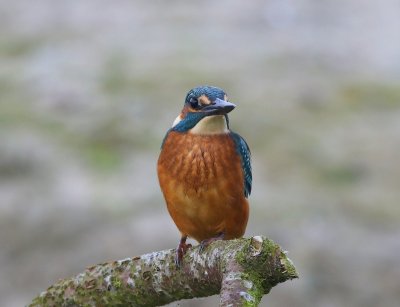 IJsvogel - Common Kingfisher