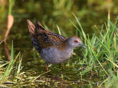 Kleinst Waterhoen - Baillon's Crake