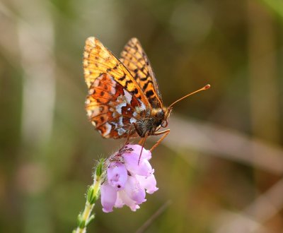 Veenbesparelmoervlinder - Cranberry Fritillary